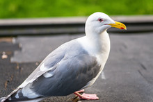 Closeup Of A Seagull