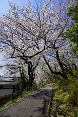 Wall Mural - 県立 三ツ池公園