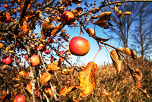 Ripe And Ready Apple Dangling From A Tree In Autumn.