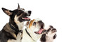 Fototapeta  - Three Excited Dogs on White Web Banner