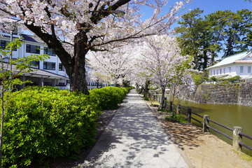 Canvas Print - 小田原城址公園 