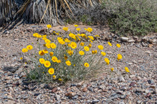 Desert Marigold (Baileya Multiradiata) Is One Of The Most Common Plant Species In The Mojave Desert. It's Yellow Flowers Can Be Seen Often Lining Roads In The Spring.