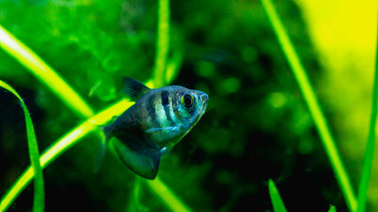 Black skirt tetra fish in planted tank setting