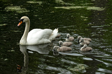 Wall Mural - a mother swan leads her cute offspring over and they follow her in a row