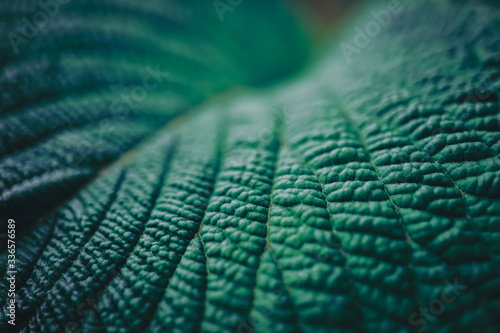 Fototapete Selective focus closed up tropical summer green leaf dark tone background