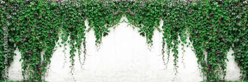 Old white concrete wall with Virginia creeper vines Poster Mural XXL
