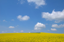 Blooming Canola Field. Rape On The Field In Summer. Bright Yellow Rapeseed Oil. Flowering Rapeseed. With Blue Sky And Clouds