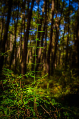 Wall Mural - Forest in the Cabarceno nature park. Cantabria. Northern coast of Spain