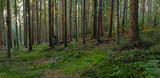 European silver fir forest, Sunbeams Illuminating Moss and Fern Covered Forest Floor, Creating a Mystic Atmosphere. Carpathian coniferous forest. Panorama of natural coniferous forest.