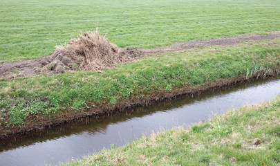 Mown reed at the side of the ditch