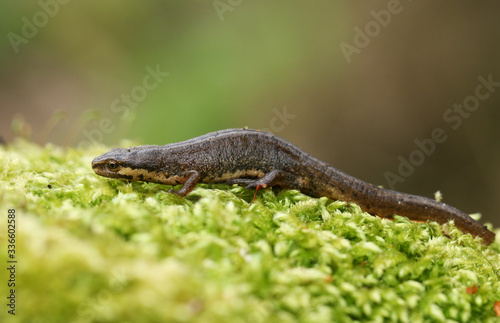 Fotografía A Common Newt, Triturus vulgaris, also known as Smooth Newt on moss in springtime