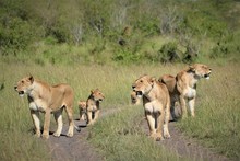  A Lion Pride Walking Together In The Plains