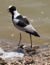  Black Smith Plover Standing Next To Her Single Chick