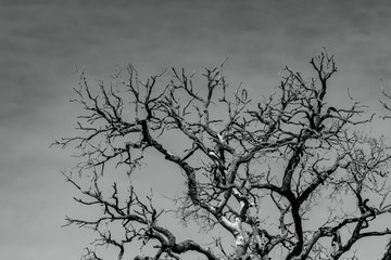 Wall Mural - Art picture of dead tree with branches. Death, sad, lament, hopeless, and despair background. Drought of the world from the global warming crisis. Natural death. Black and white photo of dead tree.