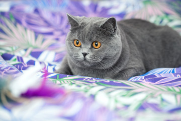 Wall Mural - Portrait of a beautiful gray cat, cute cat face with orange eyes and long mustache