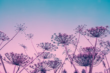 Dry Heracleum Plant Against Sunset Gradient Pink Blue Sky. Nature Background