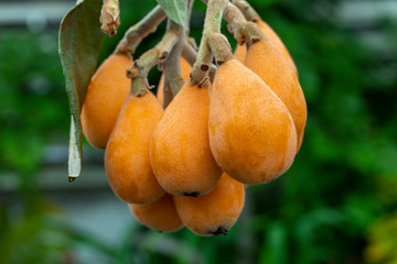 Poster - Loquat fruit, named for its shape resembling a lute instrument