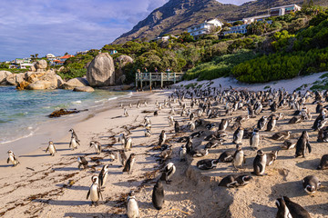 Sticker - Brillenpinguine am Boulder Beach in Südafrika, Pinguinkolonie in Afrika