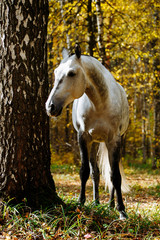 Wall Mural - Portrait of white, grey horse stallion in autumn in yellow leaves. 