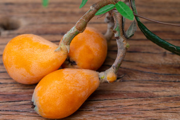 Sticker - Loquat fruit, named for its shape resembling a lute instrument