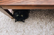 A funny fluffy black cat resembling a bat lies on a beige carpet and peeks out from under a wooden coffee table. The concept of quarantine, self-isolation, coronavirus COVID-19. Big eyes.