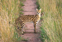 Serval Eyes Camera From Middle Of Track