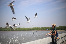 Woman Feeding The Seagull In Bang Pu, Thailand