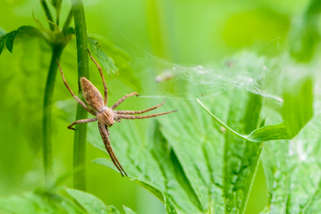 Wall Mural - Large spider pisaura mirabilis sits on a grass