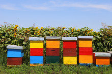 Row Of Colorful Wooden Beehives With Sunflowers In The Background 