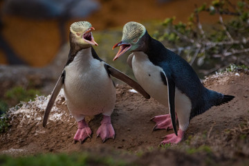 Wall Mural - Gelbaugenpinguin (Megadyptes antipodes) in Neuseeland