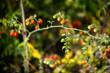 colorful variety of wild tomatoes on the vine of a small tomato tree in the garden. scene with blurr