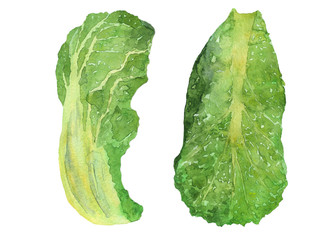 Two leaf of chinese cabbage isolated on white background. Watercolor hand drawing illustration of  green napa cabbade for vegetable design. Perfect for menu, covers, backdrop, food image, prints.