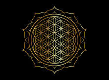 Flower Of Life, Yantra Mandala In The Lotus Flower, Sacred Geometry. Bright Golden Symbol Of Harmony And Balance. Mystical Gold Talisman, Vector Isolated On Black Background 