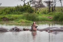 Baby Hippopotamus Yawn In Hippo Pool Serengeti Grasslands Tanzania Group Of Hippos Sleeping In Water