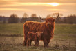 Highland cow and calf. Sunset over the pasture
