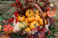 Little Pumpkins And Fall Flowers Free Stock Photo - Public Domain Pictures