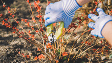 Gardener Cuts Dry Branches Of Tree With Pruning Shears. Pruning Bushes. Cutting Branches At Spring. Close Up Hand Of Person Taking Care Of Spirea Japonica. Gardening On Farm In Autumn Or Spring