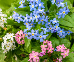 Canvas Print - colorful flowers closeup