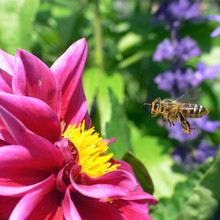 Honey Bee Flying Towards Purple Flower In The Park. Macro Photography. 