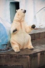 Polar Bear In Novosibirsk Zoo Sitting