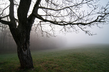 Wall Mural - Panorama of morning forest in foggy weather