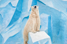 Big Polar Bear In The Novosibirsk Zoo