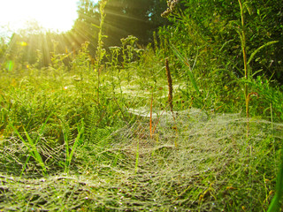 Sticker - Meadow with spider web in the grass in the sunny morning. Closeup view of nature with leaves and grass stems and sunrise.