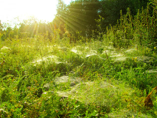 Sticker - Meadow with spider web in the grass in the sunny morning. Closeup view of nature with leaves and grass stems and sunrise.