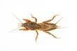 European mole cricket isolated on a white background. Large insect.