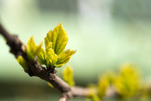 Young Grape Leaves In Spring Time