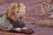 Male Lion covered in mud and blood