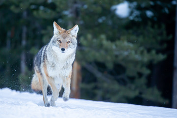 Naklejka na meble Coyote running taken in Yellwostone NP