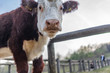Cow looking in the camera