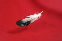 Black White Pigeon Feather On Red Background